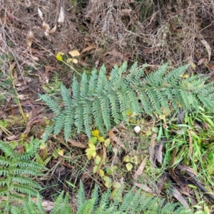 Polystichum proliferum at Captains Flat, NSW - 16 Jul 2022