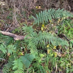 Polystichum proliferum at Captains Flat, NSW - 16 Jul 2022