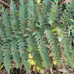 Polystichum proliferum at Captains Flat, NSW - 16 Jul 2022