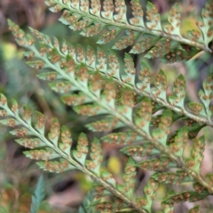 Polystichum proliferum at Captains Flat, NSW - 16 Jul 2022