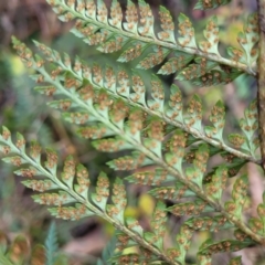 Polystichum proliferum at Captains Flat, NSW - 16 Jul 2022