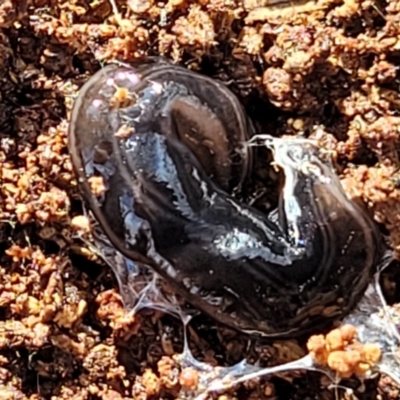 Parakontikia ventrolineata (Stripe-bellied flatworm) at Captains Flat, NSW - 16 Jul 2022 by trevorpreston