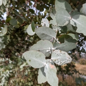 Eucalyptus cinerea subsp. cinerea at Watson, ACT - 16 Jul 2022