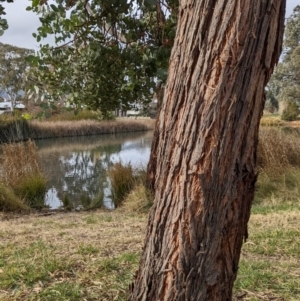 Eucalyptus cinerea subsp. cinerea at Watson, ACT - 16 Jul 2022