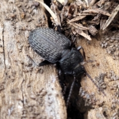 Adelium porcatum (Darkling Beetle) at QPRC LGA - 16 Jul 2022 by trevorpreston