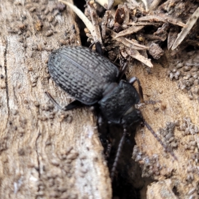 Adelium porcatum (Darkling Beetle) at Captains Flat, NSW - 16 Jul 2022 by trevorpreston