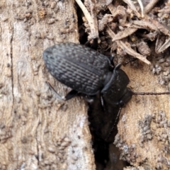 Adelium porcatum at Captains Flat, NSW - 16 Jul 2022