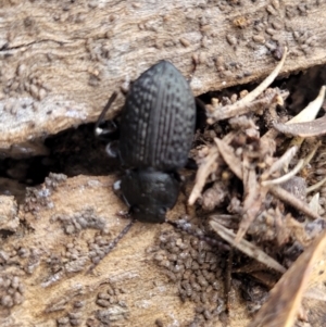 Adelium porcatum at Captains Flat, NSW - 16 Jul 2022