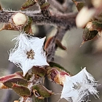Styphelia attenuata (Small-leaved Beard Heath) at Captains Flat, NSW - 16 Jul 2022 by trevorpreston