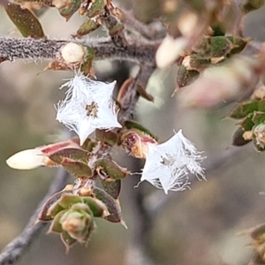 Styphelia attenuata at Captains Flat, NSW - 16 Jul 2022