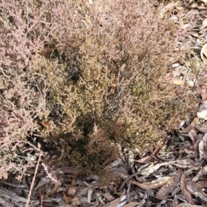 Styphelia attenuata at Captains Flat, NSW - 16 Jul 2022