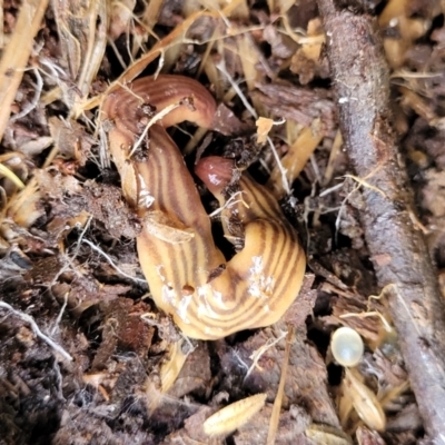 Fletchamia quinquelineata (Five-striped flatworm) at QPRC LGA - 16 Jul 2022 by trevorpreston