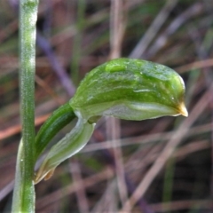 Bunochilus montanus (Montane Leafy Greenhood) at Paddys River, ACT - 13 Jul 2022 by JohnBundock