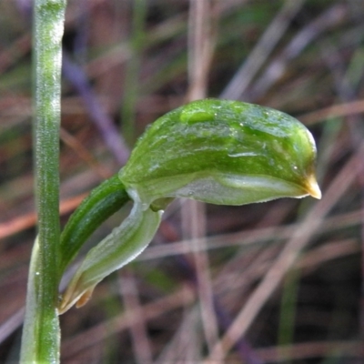Bunochilus montanus (ACT) = Pterostylis jonesii (NSW) (Montane Leafy Greenhood) at Paddys River, ACT - 13 Jul 2022 by JohnBundock