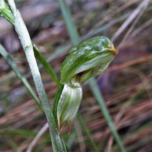 Bunochilus montanus at Paddys River, ACT - 13 Jul 2022