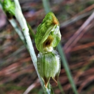 Bunochilus montanus at Paddys River, ACT - 13 Jul 2022