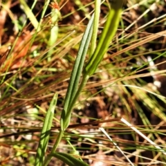 Bunochilus montanus at Paddys River, ACT - 13 Jul 2022