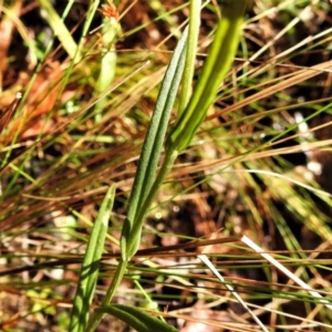 Bunochilus montanus at Paddys River, ACT - 13 Jul 2022