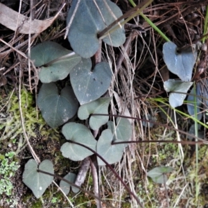 Acianthus exsertus at Paddys River, ACT - 13 Jul 2022