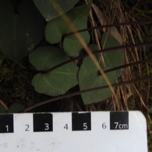 Acianthus exsertus at Paddys River, ACT - 13 Jul 2022