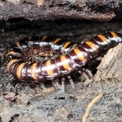 Paradoxosomatidae sp. (family) (Millipede) at Captains Flat, NSW - 16 Jul 2022 by trevorpreston