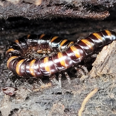 Paradoxosomatidae sp. (family) (Millipede) at Yanununbeyan State Conservation Area - 16 Jul 2022 by trevorpreston