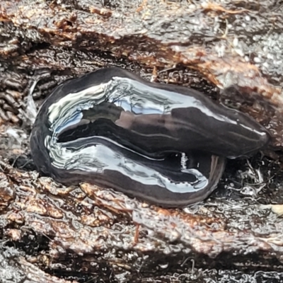 Parakontikia ventrolineata (Stripe-bellied flatworm) at Captains Flat, NSW - 16 Jul 2022 by trevorpreston
