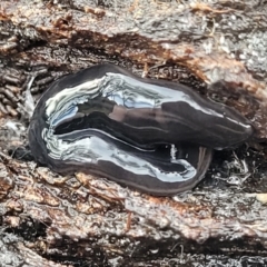 Parakontikia ventrolineata (Stripe-bellied flatworm) at QPRC LGA - 16 Jul 2022 by trevorpreston