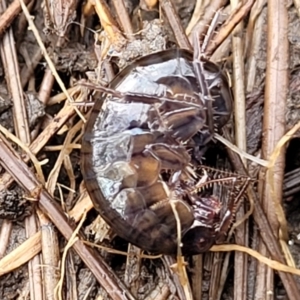 Amphipod (order Amphipoda, family Talitridae) at Captains Flat, NSW - 16 Jul 2022 01:09 PM