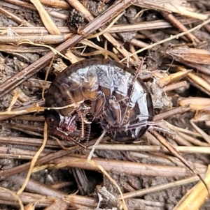 Amphipod (order Amphipoda, family Talitridae) at Captains Flat, NSW - 16 Jul 2022 01:09 PM