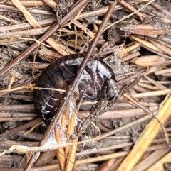 Amphipod (order Amphipoda, family Talitridae) at Captains Flat, NSW - 16 Jul 2022 01:09 PM