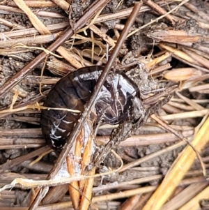 Amphipod (order Amphipoda, family Talitridae) at Captains Flat, NSW - 16 Jul 2022 01:09 PM