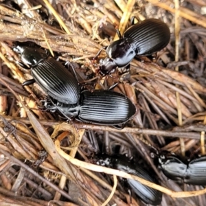 Pterostichini (tribe) at Captains Flat, NSW - 16 Jul 2022 01:07 PM