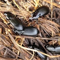 Pterostichini (tribe) (A Carabid beetle) at Captains Flat, NSW - 16 Jul 2022 by trevorpreston
