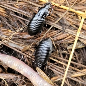 Pterostichini (tribe) at Captains Flat, NSW - 16 Jul 2022 01:07 PM