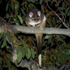 Pseudocheirus peregrinus (Common Ringtail Possum) at Bimberi Nature Reserve - 14 Jul 2022 by trevsci