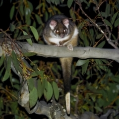 Pseudocheirus peregrinus (Common Ringtail Possum) at Bimberi, NSW - 14 Jul 2022 by trevsci