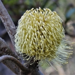 Banksia marginata (Silver Banksia) at Tidbinbilla Nature Reserve - 13 Jul 2022 by JohnBundock