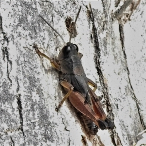 Phaulacridium vittatum at Paddys River, ACT - 13 Jul 2022 01:44 PM