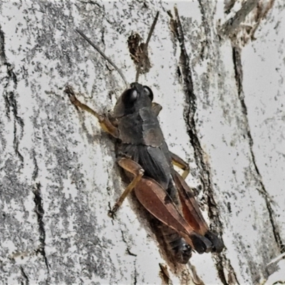 Phaulacridium vittatum (Wingless Grasshopper) at Paddys River, ACT - 13 Jul 2022 by JohnBundock