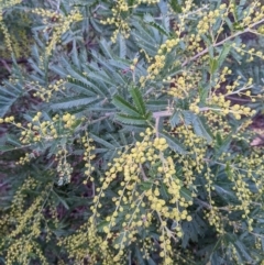 Acacia dealbata subsp. dealbata (Silver Wattle) at Mount Ainslie - 16 Jul 2022 by abread111