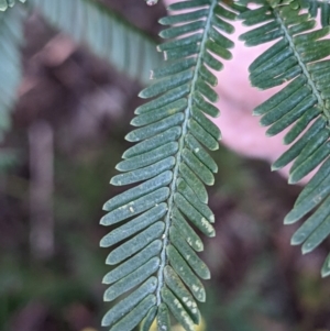 Acacia dealbata subsp. dealbata at Hackett, ACT - 16 Jul 2022
