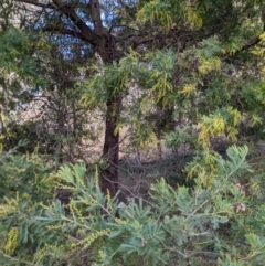 Acacia dealbata subsp. dealbata at Hackett, ACT - 16 Jul 2022