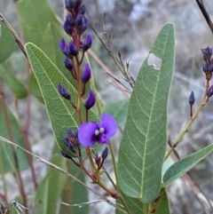 Hardenbergia violacea (False Sarsaparilla) at QPRC LGA - 16 Jul 2022 by Steve_Bok