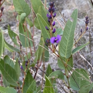 Hardenbergia violacea at Jerrabomberra, NSW - 16 Jul 2022