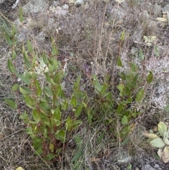 Hardenbergia violacea at Jerrabomberra, NSW - 16 Jul 2022