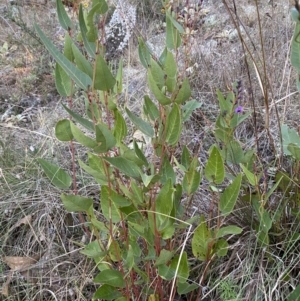 Hardenbergia violacea at Jerrabomberra, NSW - 16 Jul 2022