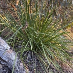 Lomandra longifolia (Spiny-headed Mat-rush, Honey Reed) at Jerrabomberra, NSW - 16 Jul 2022 by SteveBorkowskis