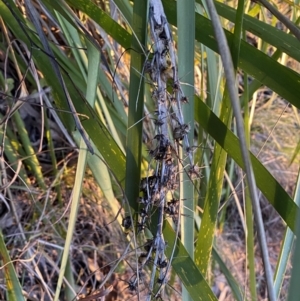 Lomandra longifolia at Jerrabomberra, NSW - 16 Jul 2022