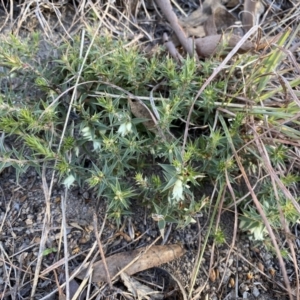 Melichrus urceolatus at Jerrabomberra, NSW - 16 Jul 2022